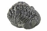 Long Curled Morocops Trilobite - Morocco #252648-1